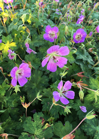 Geranium wallichianum 'Sweet Heidy' (Sweet Heidi)